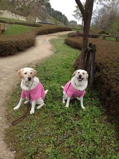 桜の前で