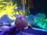カクテル