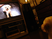 テレビを見るナンシー