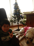 クリスマスツリー