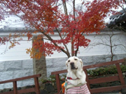 紅葉とナンシー